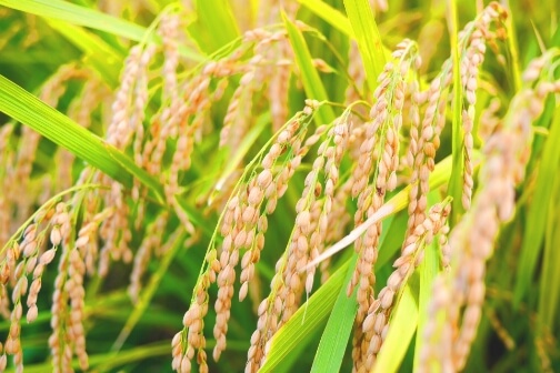 美しい田園が広がる 綾部市上林地区のお米100％の米粉で 美味しく、楽しく、健康に